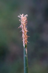 Eleocharis mitracarpa