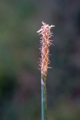 Eleocharis mitracarpa