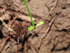 Asplenium attenuatum