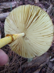 Amanita jacksonii