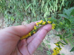 Solidago gigantea