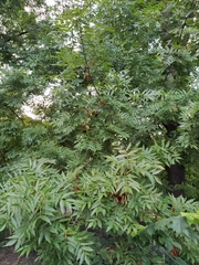 Fraxinus excelsior