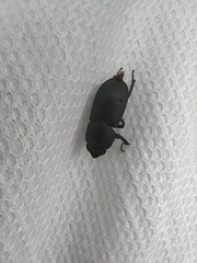 Dorcus parallelipipedus