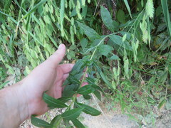 Solidago gigantea