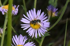 Eristalis hirta