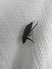 Dorcus parallelipipedus