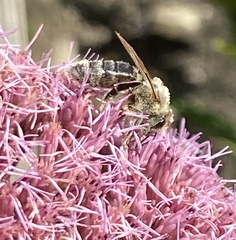 Melissodes trinodis