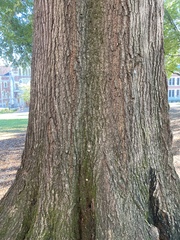 Quercus