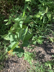 Monarda fistulosa