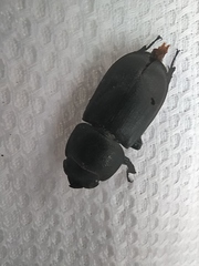 Dorcus parallelipipedus