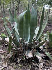 Agave americana