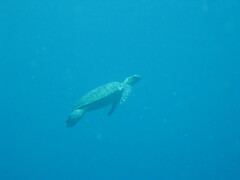 Eretmochelys imbricata