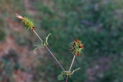 Trifolium echinatum