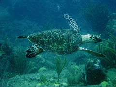 Eretmochelys imbricata