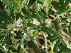 Lespedeza cuneata