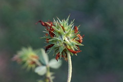 Trifolium echinatum