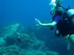 Eretmochelys imbricata