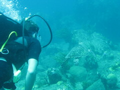 Eretmochelys imbricata