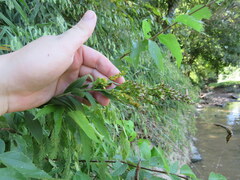 Solidago gigantea
