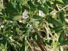 Lespedeza cuneata