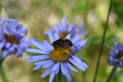 Eristalis nemorum