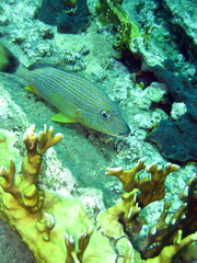 Haemulon sciurus