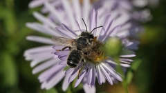 Megachile