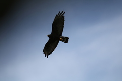 Buteo albonotatus