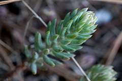 Petrosedum rupestre