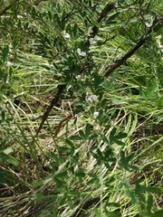 Lespedeza cuneata