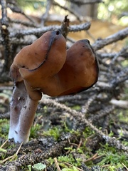 Gyromitra infula