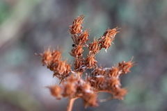 Petrosedum rupestre