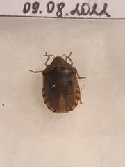 Eurygaster testudinaria