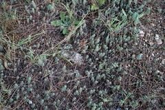 Petrosedum rupestre