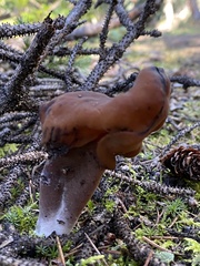 Gyromitra infula