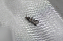 Acrobasis tricolorella