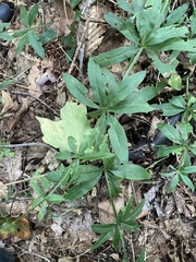 Galium triflorum