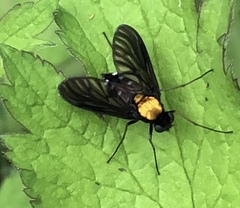 Chrysopilus thoracicus