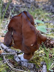 Gyromitra infula