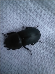 Dorcus parallelipipedus