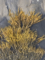 Ascophyllum nodosum