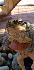 Incilius alvarius