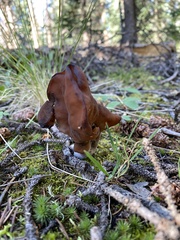 Gyromitra infula