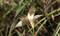 Romulea longipes