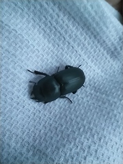 Dorcus parallelipipedus