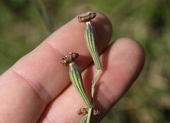 Silene burchellii