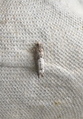 Eucosma parmatana
