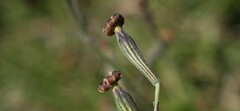 Silene burchellii