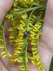 Phymata pennsylvanica