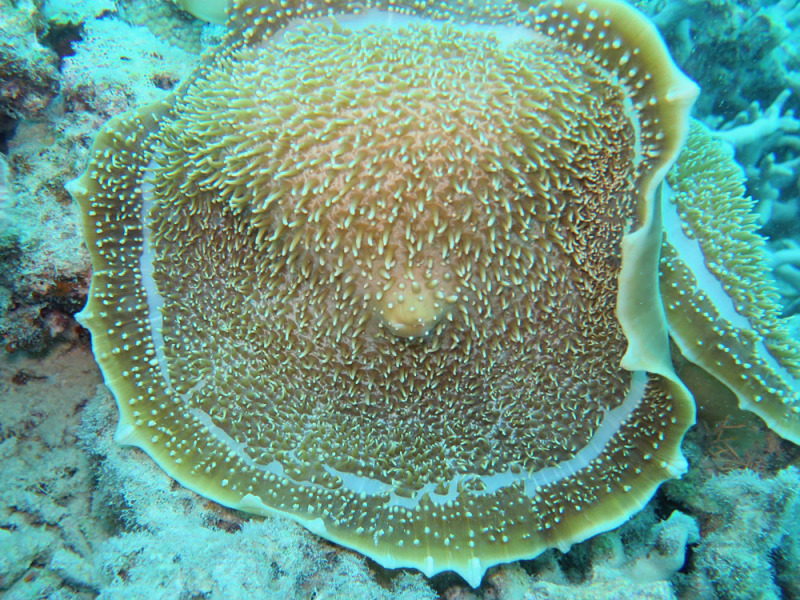 elephant ear anemone